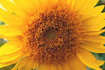 Naklejka premium A large yellow flower of decorative Helianthus on a warm autumn day. sunflower