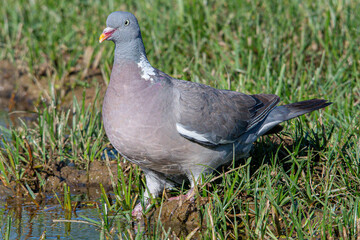 The?common wood pigeon?(Columba palumbus) is a large?species?in the dove and pigeon?family?(Columbidae) common in aiguamolls emporda girona spain