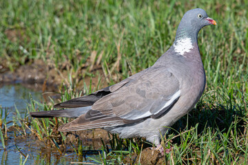 The?common wood pigeon?(Columba palumbus) is a large?species?in the dove and pigeon?family?(Columbidae) common in aiguamolls emporda girona spain
