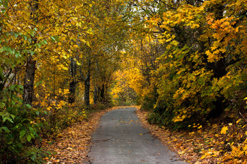 Road in autumn forest landscape