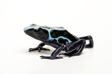 Färberfrosch // Dyeing poison dart frog (Dendrobates tinctorius) - Oyapock, Französisch-Guayana