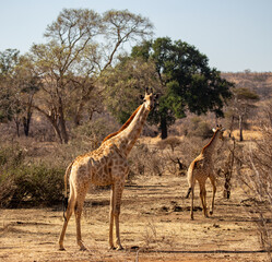 Wild Giraffe at Safari, Zimbabwe