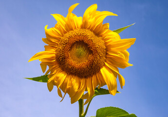 Big Sunflower Head Against Blue Sky