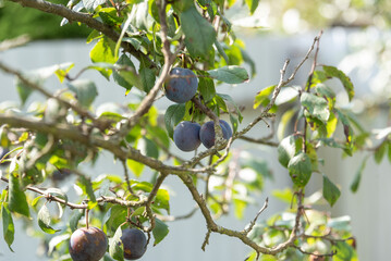 Garden ripe plums on a plum tree branch in an orchard.