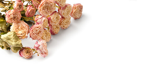 Dry roses isolated on white background top view copy space.