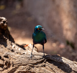 Nice cape glossy starling waiting for food, Zimbabwe
