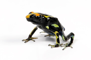 Färberfrosch // Dyeing poison dart frog (Dendrobates tinctorius) - Farbmorphe 