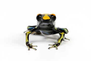 Dyeing poison dart frog // Färberfrosch (Dendrobates tinctorius) - morph 