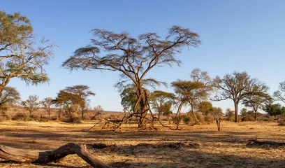 Foto op Plexiglas Trees in the Savannah, Zimbabwe © Vollverglasung