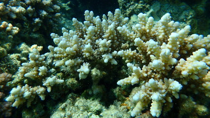 Fototapeta na wymiar Polyp stony coral Acropora squarrosa undersea, Red Sea, Egypt, Sharm El Sheikh, Nabq Bay