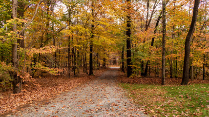 path in autumn forest