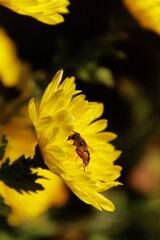 bee on flower
