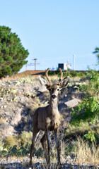 Mule Deers near Franklin Mountains at El Paso, TX.