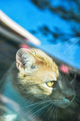 Denise posing behind the window