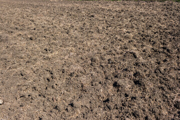 Soil texture, woodland, natural background. Flat lay texture
