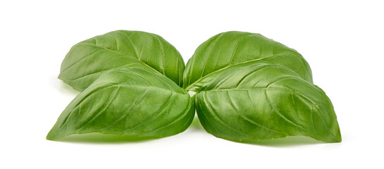 Fototapeta premium Sweet Basil leaves, fresh condiments, isolated on white background.