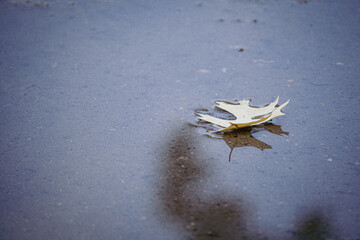 Reflections in water. Trees , leaf, water.