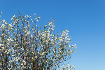 blossom flower, spring flowers, nature background, amazing forest and garden landscape