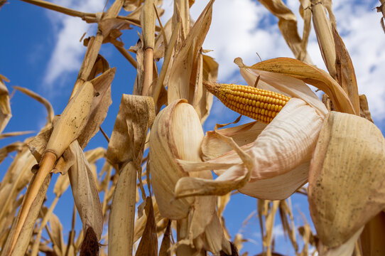 Plantas de ma&iacute;z creciendo hacia el cielo azul con nubes blancas. En una de las plantas, asoma una mazorca con numerosos granos amarillos.
