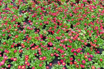 Collection of Bellis plants in pots in the nursery.