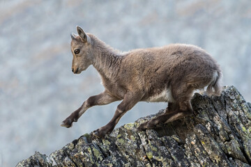 Alpine ibex cub (Capra ibex - Mountain goat) facing a steep rocky slope - Animals in the wild, Alps Mountains, Italy.