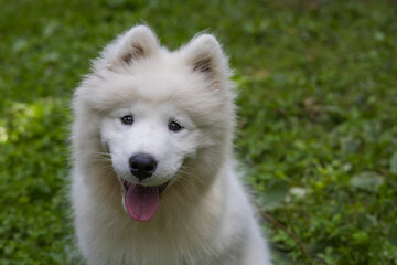 Samoyed - a beautiful breed of Siberian white dog. Four-month-old puppy on a walk.