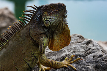 Iguana, American iguana is a lizard reptile in the Iguana in the iguana family. And in the subfamily Iguanidae.