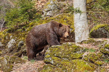 male and female brown bear in the rocks (Ursus arctos)