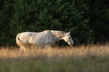 white horse is illuminated by the setting sun