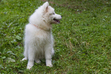 Samoyed - a beautiful breed of Siberian white dog. Four-month-old puppy on a walk.