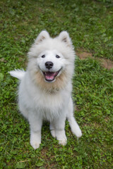 Samoyed - a beautiful breed of Siberian white dog. Four-month-old puppy on a walk.