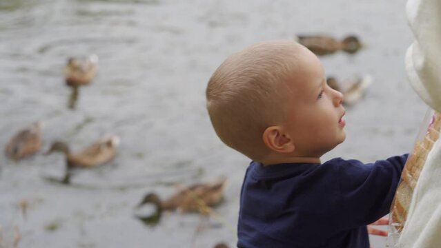 mother and toddler child feed wild ducks on a pond in the park, Aleksandrovsky Park, Pushkin, St. Petersburg, Russia.