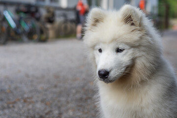 Obraz premium Samoyed - a beautiful breed of Siberian white dog. Four-month-old puppy on a walk.