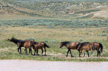 Naklejka na ściany i meble Wild Horses at a Desert Waterhole in Wyoming in Summer