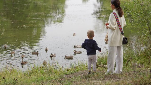 mother and toddler child feed wild ducks on a pond in the park, Aleksandrovsky Park, Pushkin, St. Petersburg, Russia.