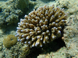 Polyp stony coral Acropora samoensis undersea, Red Sea, Egypt, Sharm El Sheikh, Nabq Bay