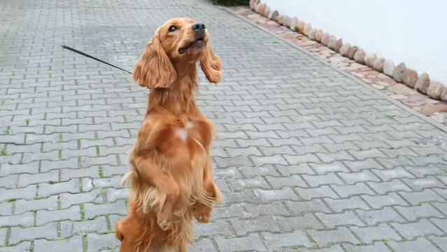English cocker spaniel standing on its hind legs. Outdoor training of dog. Smart animal.