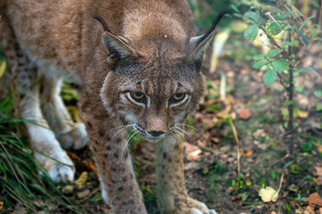 Luchs beim Jagen