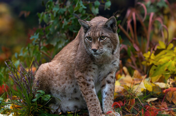 Luchs im Herbstwald