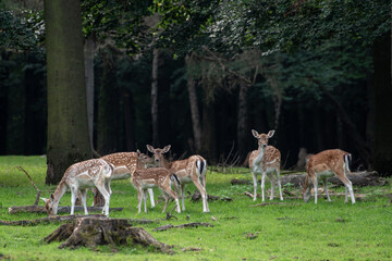 Hirsch bei der Brunft fegt am Baum