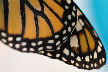 monarch butterfly