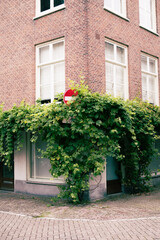 Fototapeta na wymiar immeuble fleuri à Amsterdam