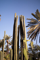 Cactus et ciel bleu
