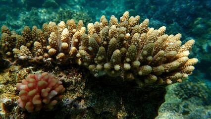 Naklejka na ściany i meble Polyp stony coral finger coral (Acropora humilis) undersea, Red Sea, Egypt, Sharm El Sheikh, Nabq Bay