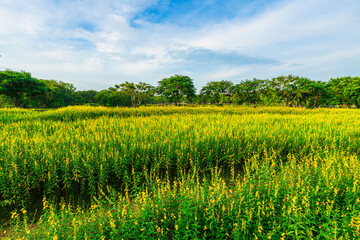 Beautiful landscape yellow Sunn Hemp flowers field with dramatic sunset sky background in...