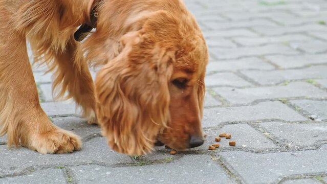 English cocker spaniel eating dry granule food. Feeding of hungry dog. Outdoor training and encouragement. Yummy.