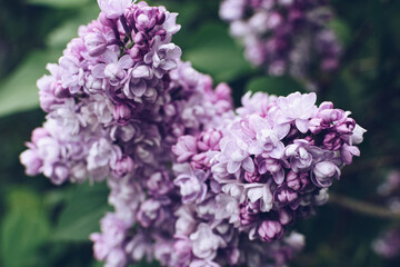 Beautiful lilac flowers. Spring blossom. Blooming lilac bush with tender tiny flower