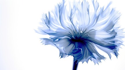 Closeup of beautful blue flower of cornflower. Summer flowers. Floral abstract background. Illustration for banner, poster, cover, brochure or presentation. - obrazy, fototapety, plakaty