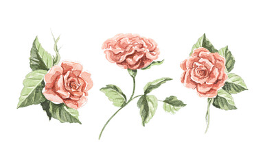 Watercolor set with three vintage red flowers roses and leaves isolated on white background. Watercolor hand drawn illustration sketch
