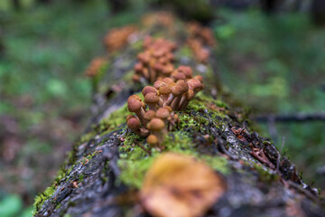  honey mushrooms on a tree